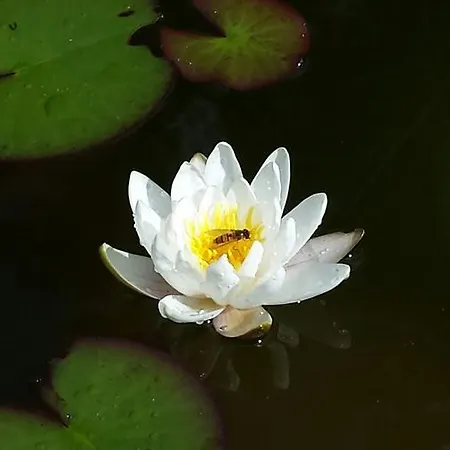 Haus Am Sonnenhang * Bad Sachsa